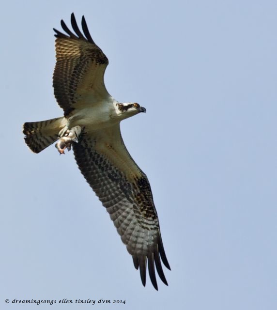 _RK_7733 Cadet with catfish small2014