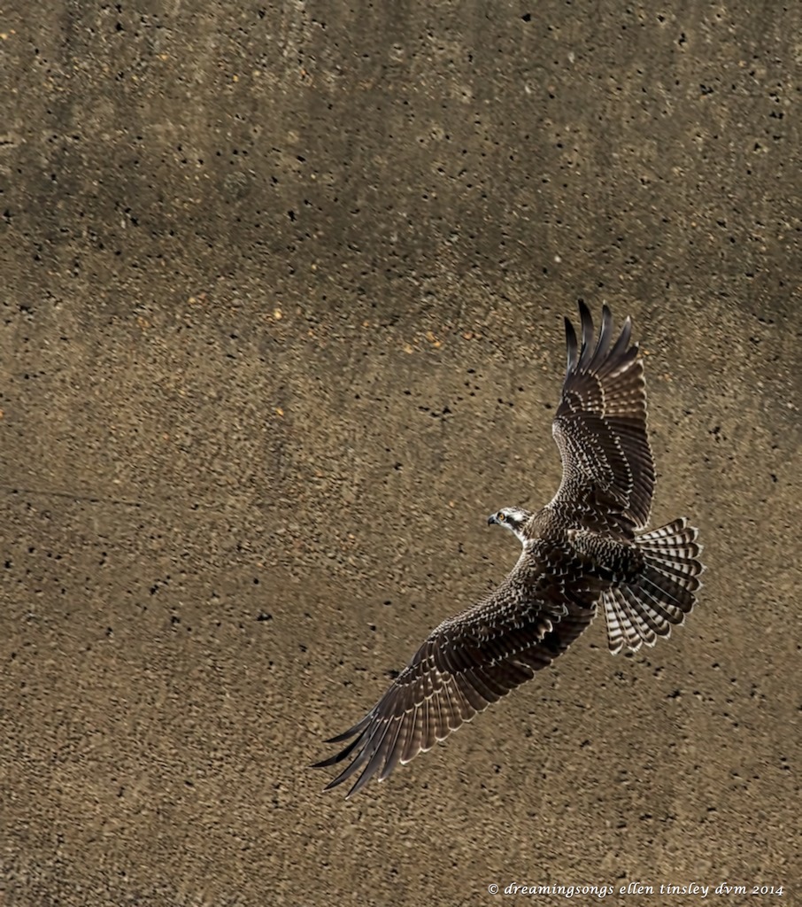 _RK_7810 Cadet full lay-out medium 2014