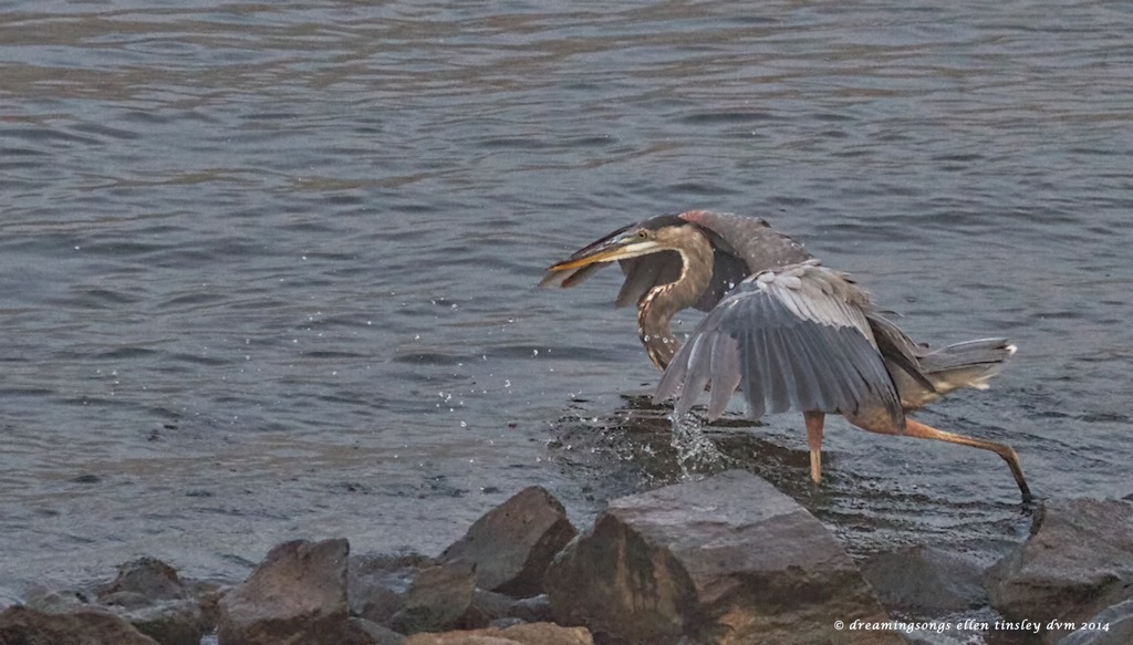 IMG_0735 beginning of strike gbh 2014