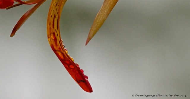 IMG_1020 petal balancing rain drops 2014
