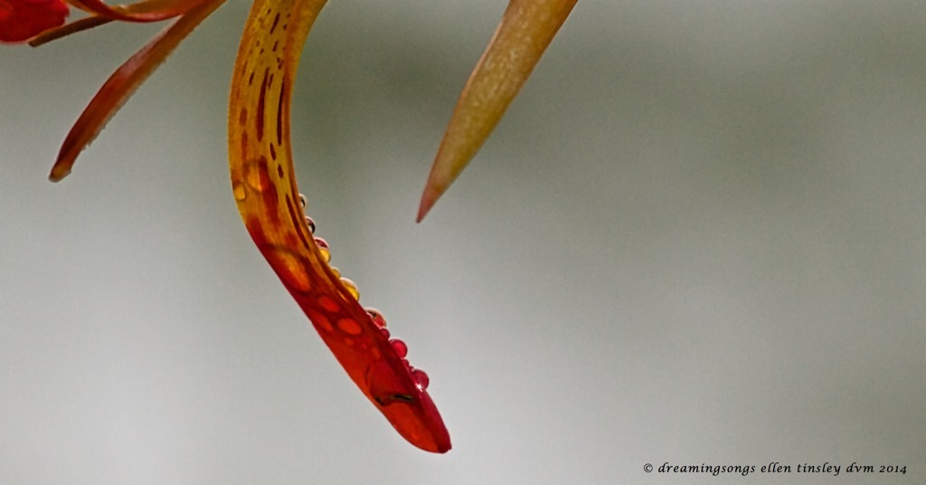 IMG_1020 petal balancing rain drops 2014