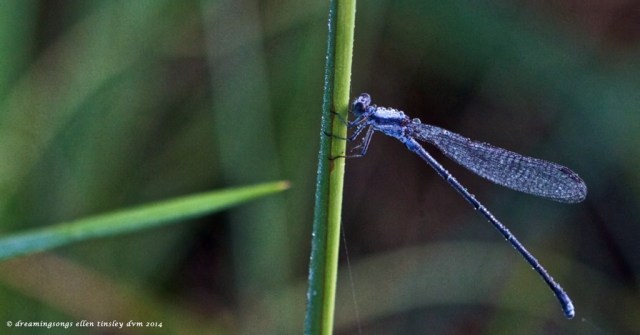 IMG_1076 damselfly bling 2014