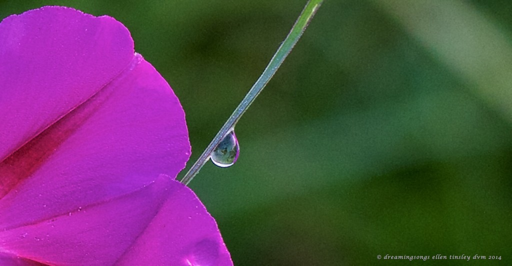 IMG_1194 drop of detail2014