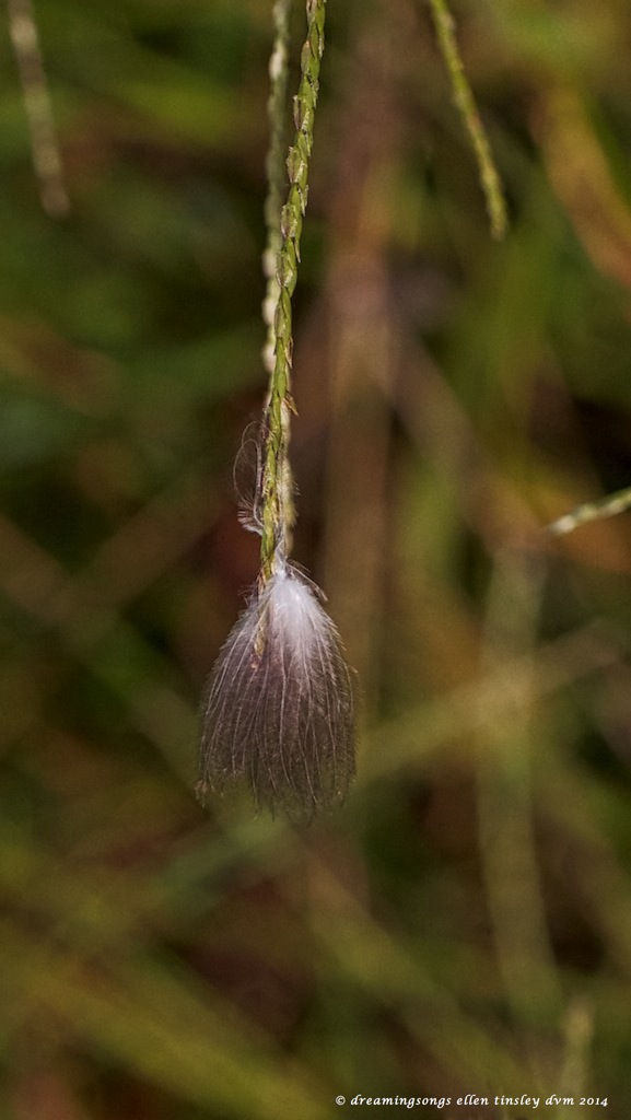 IMG_1296 flora fauna med 2014