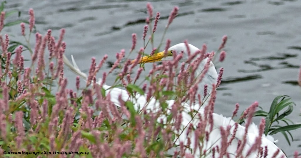 _RK_0046 pink smartweed and egret 2014