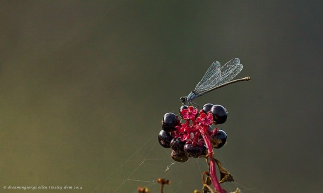_RK_0259 damselfly sumac 2014