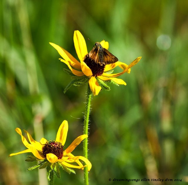 _RK_0351 browneyed susan skipper 2014 (1)