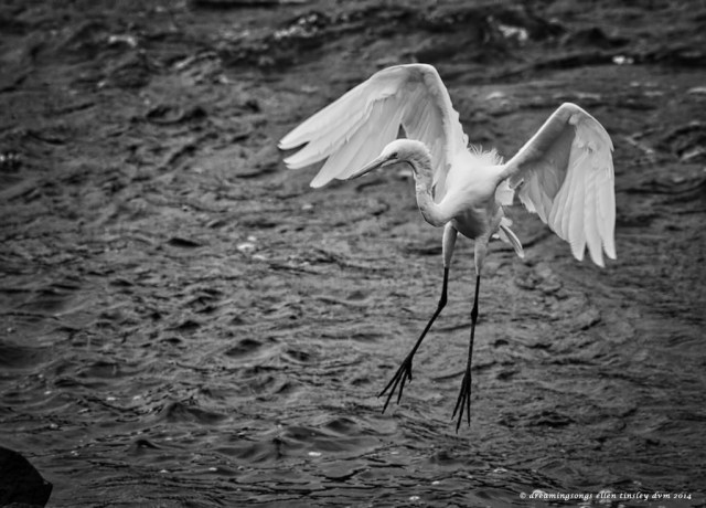 _RK_0428 egret black and white landing 2014