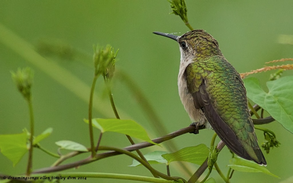 _RK_0545 hummer in redstar 2014