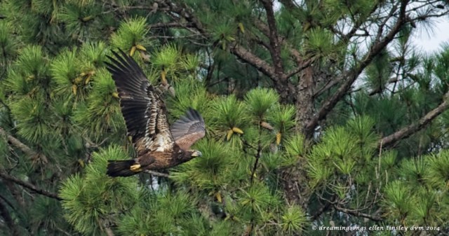 _RK_0651 Arctic 8 months old 2014
