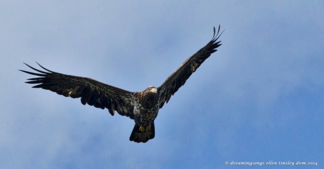 _RK_0831 2 yo eagle Poe Ridge 2014