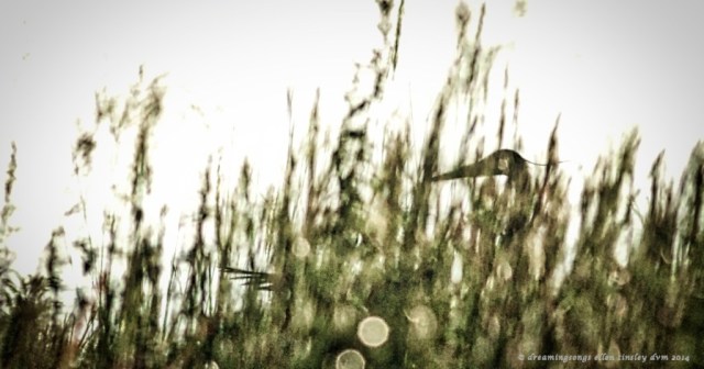 _RK_0963 gbh translucent greens 2014