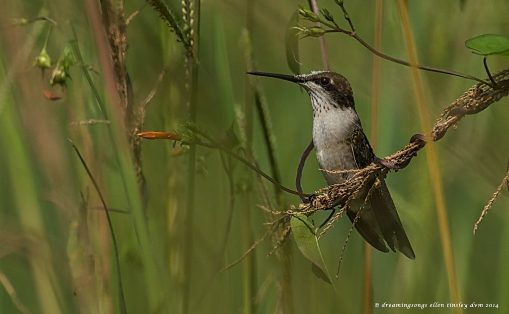 _RK_1062 young male hummer proud 2014