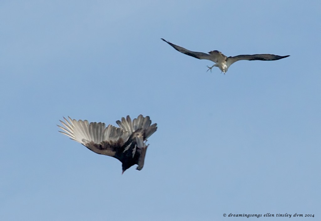 _RK_1266 Cadet and vulture 2014