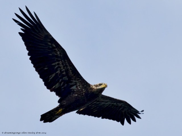 _RK_1279 eagle 3 yo 2014