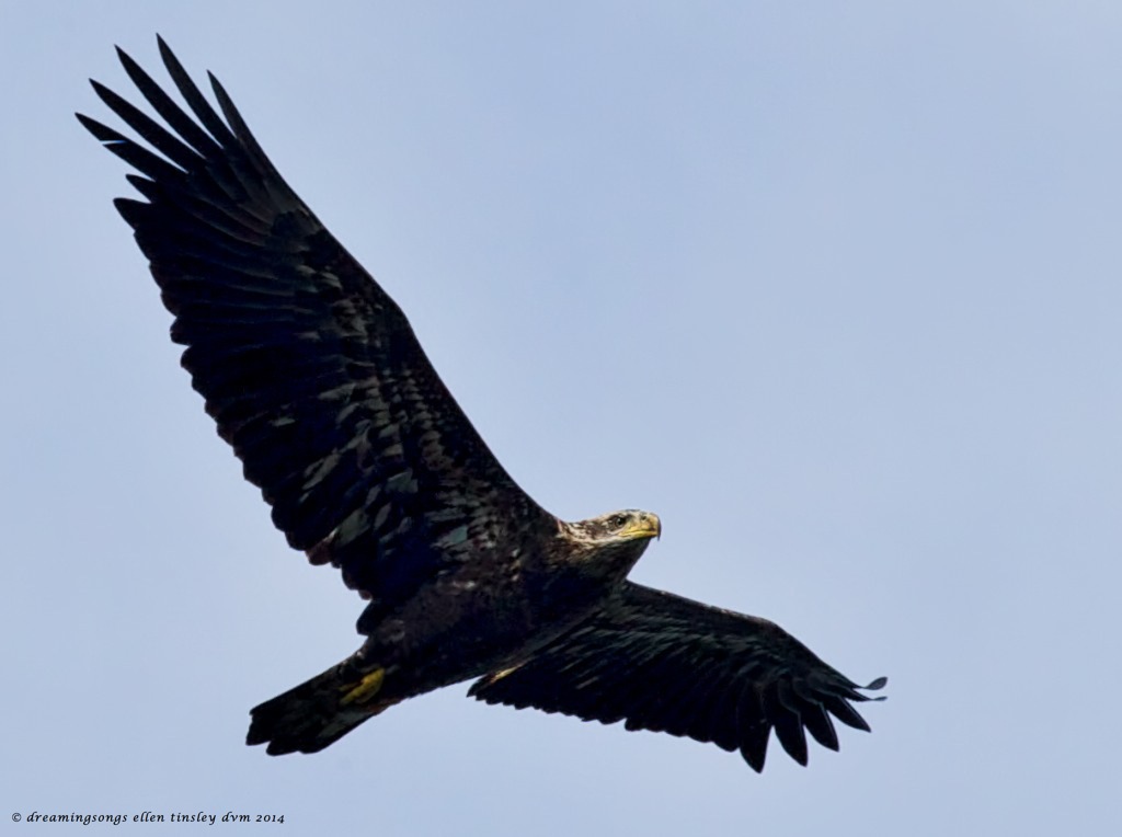 _RK_1279 eagle 3 yo 2014