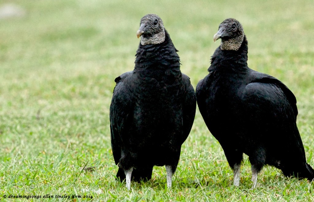 _RK_1546 black buzzard quiz pair2014
