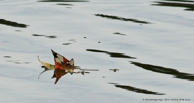 _RK_1630 final leaf voyage 2014