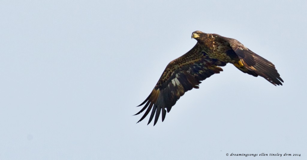 _RK_2157 2 yo eagle Poe 2014