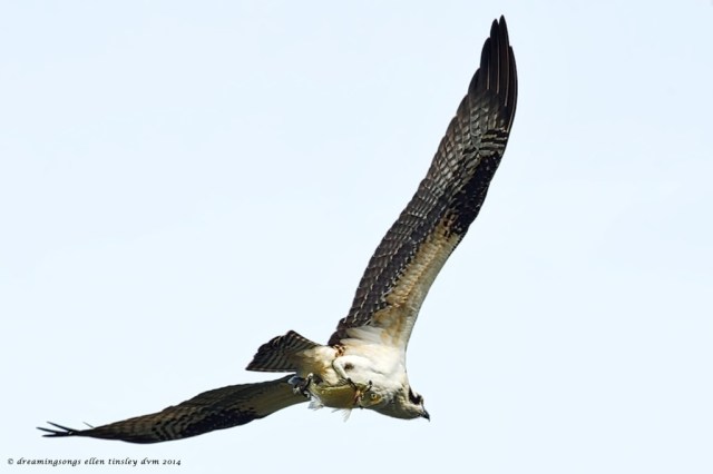 _RK_2206 different emphasis 2014