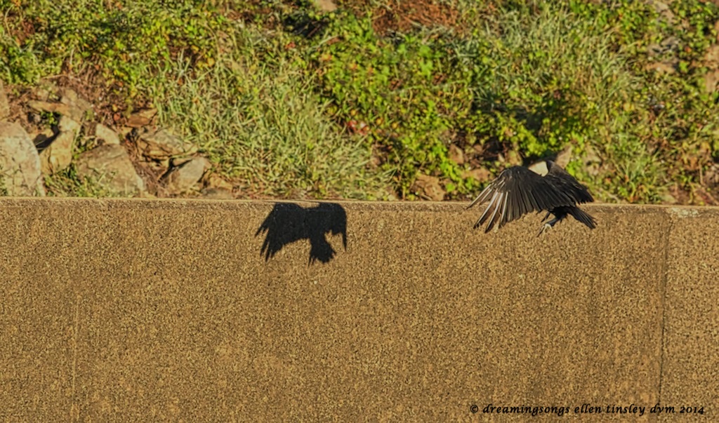 _RK_6881 black vulture catching shadow 2014
