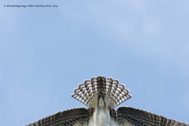 _RK_7716 Cadet's bottom side 2014