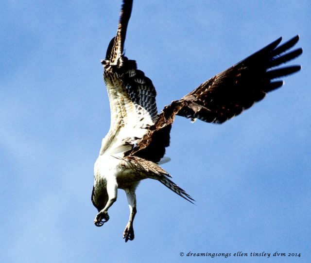 _RK_7781 Cadet twisting stall 2 2014