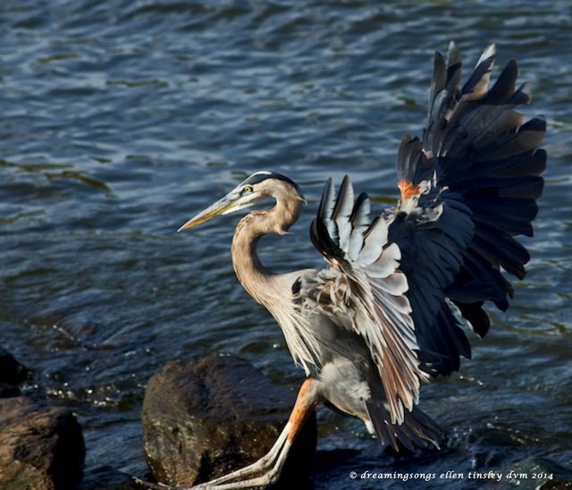 _RK_7931 gbh adult sticks landing small 2014