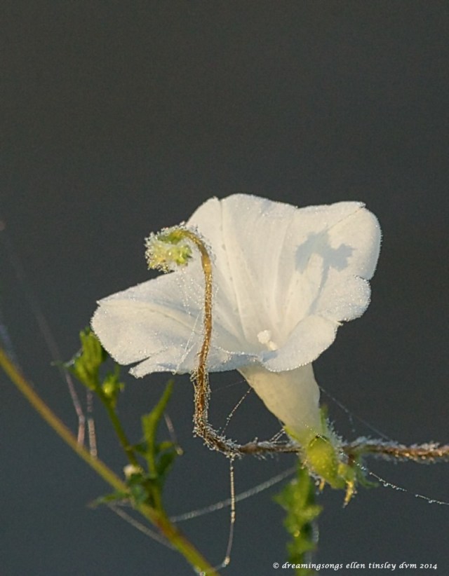 _RK_8059 morning glory bud dew 2014