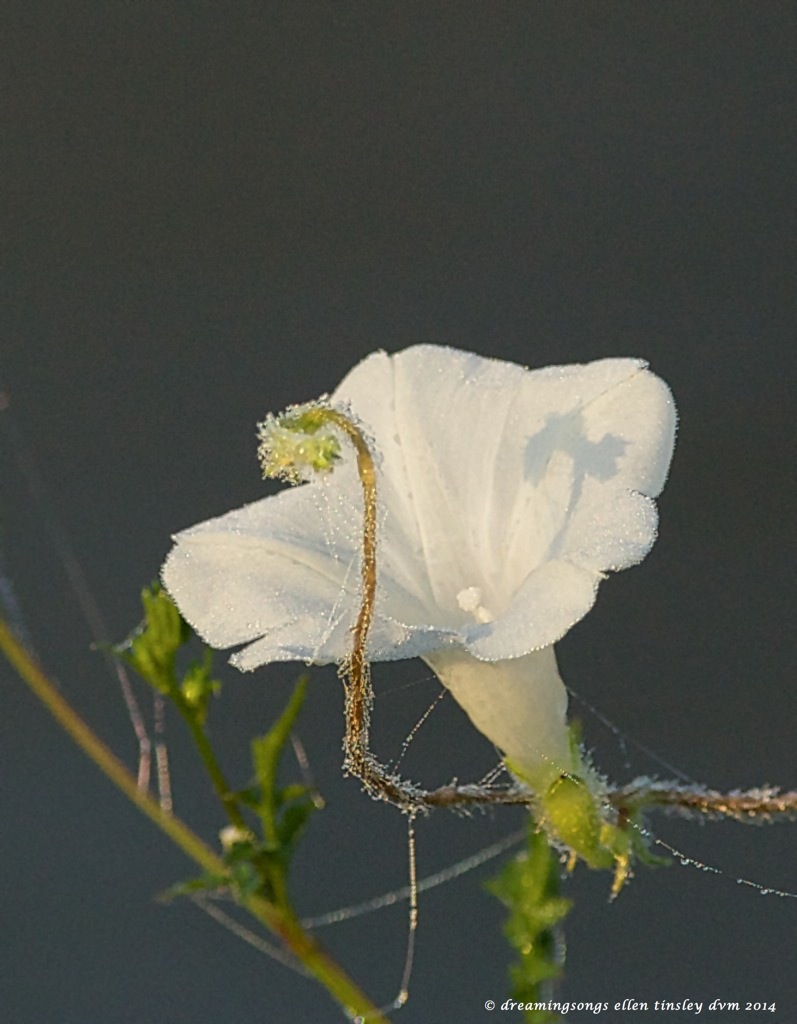 _RK_8059 morning glory bud dew 2014