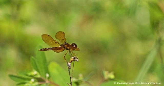 _RK_8379 amberwing 2014