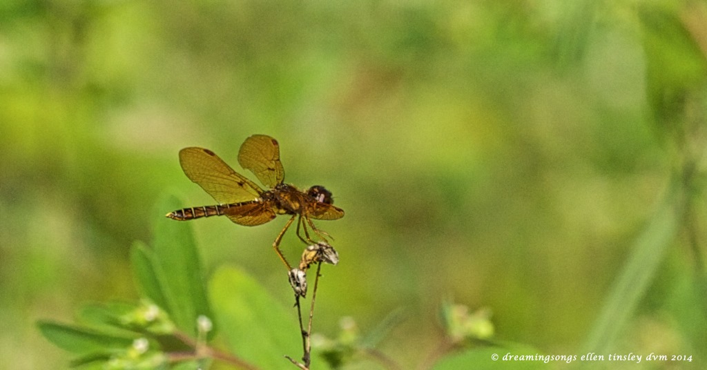 _RK_8379 amberwing 2014