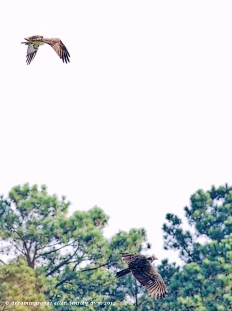 _RK_8410 Cadet and vulture sm sky 2014 (1)