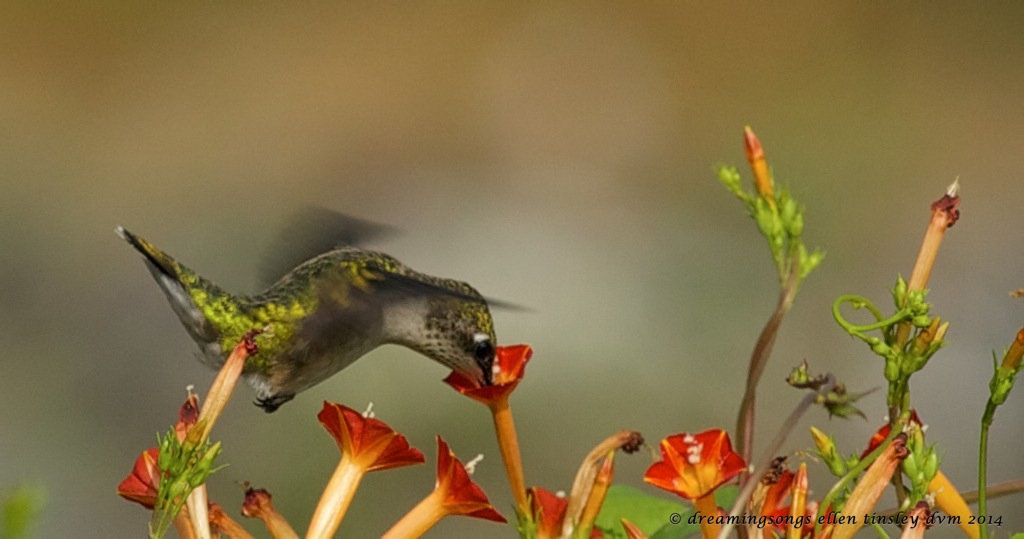 _RK_8431 hummer sip and dip 2014