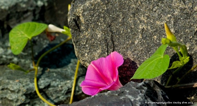 _RK_8445 rock hard place 2014