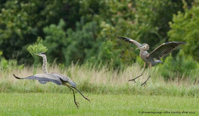_RK_8943 gbh fight 2014