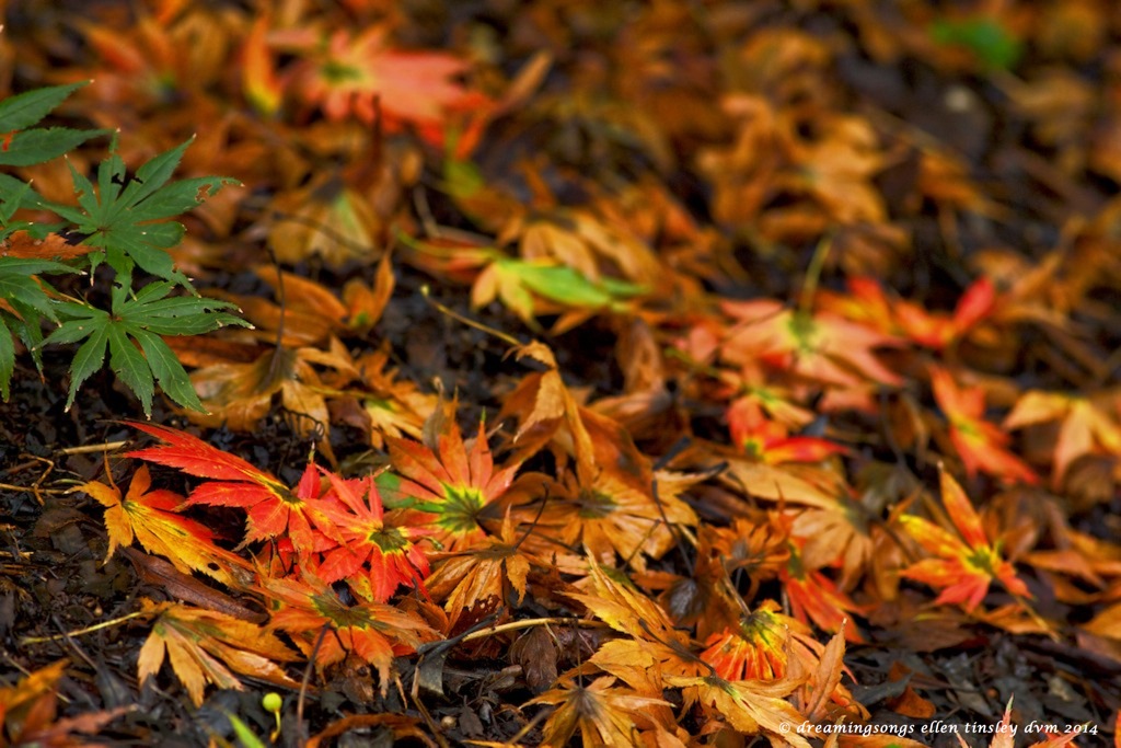 _RK_8995 autumn begins medium2014