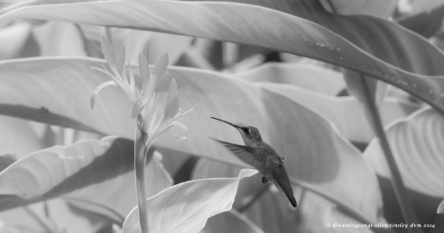 _RK_9320 b&w Raulston hummer 2014