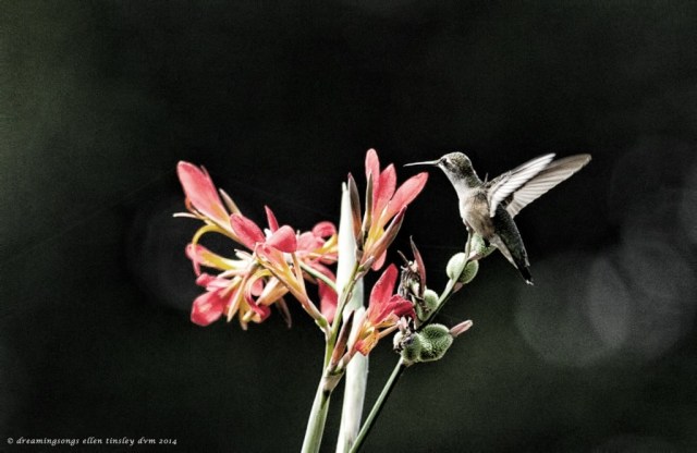 _RK_9344 hummer in flight gritty effect 22014
