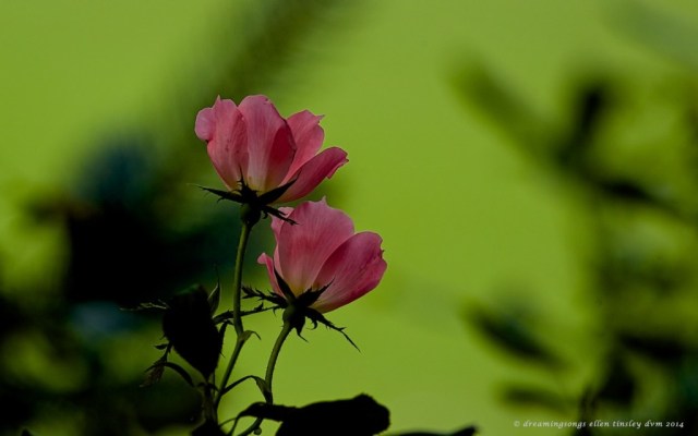 _RK_9422 rose underside