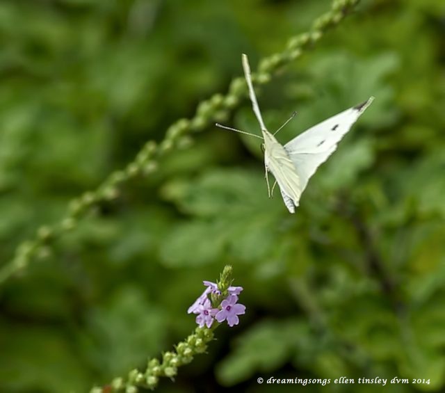 _RK_9499 white cabbage butterfly 2014 (1)