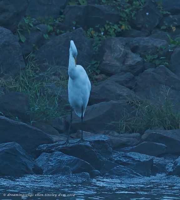_RK_9578 white satin blue voile small 2014