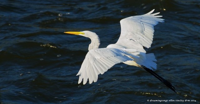 _RK_9606 egret flight med2014