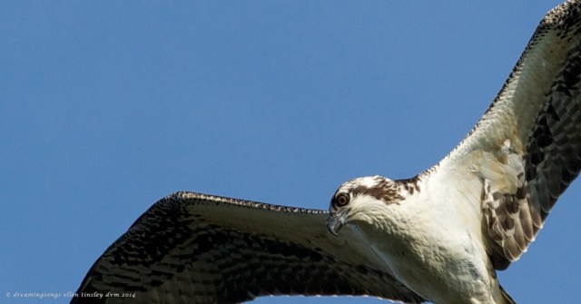 _RK_9696 Cadet close up 2014