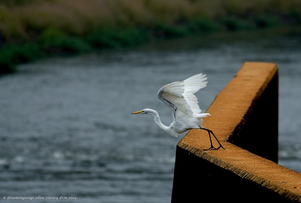 _RK_9796 double point egret med 2014