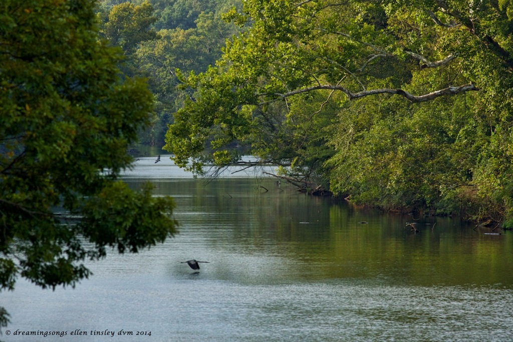 _RK_9898 herons and river 2014 (1)