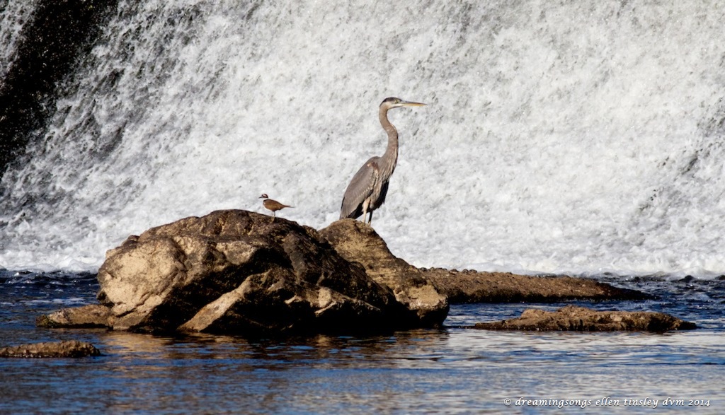 IMG_1935 odd couple 2014