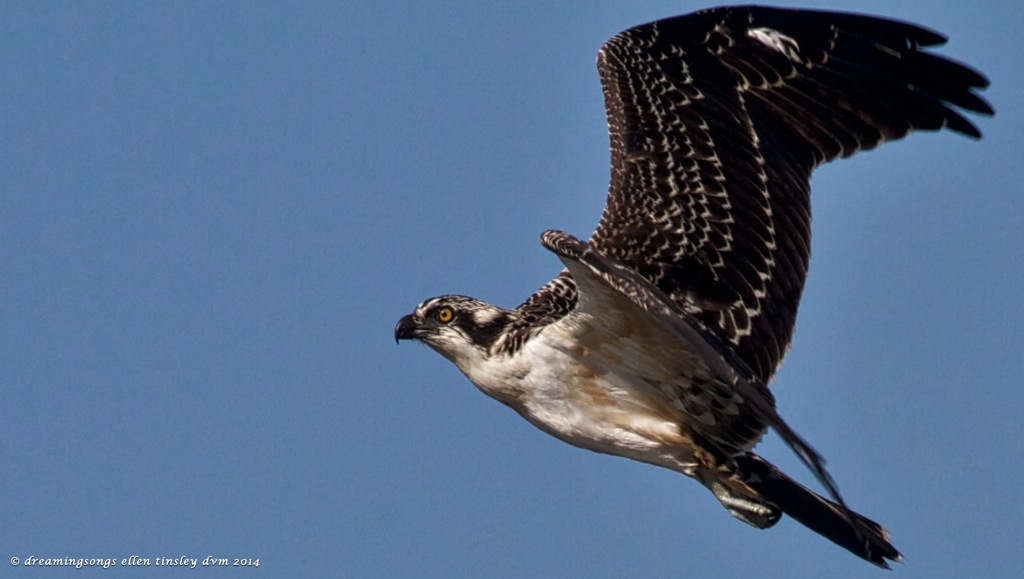 IMG_1969 imm osprey Cape Fear  2014