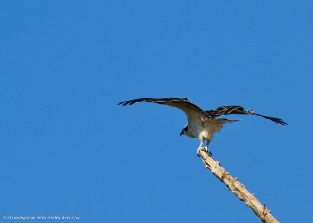 IMG_1993 osprey whole lot sky 2014