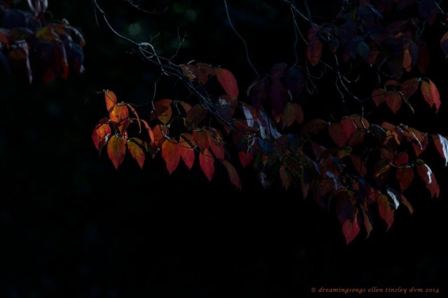 IMG_2410 heart of autumn 2014 (1)